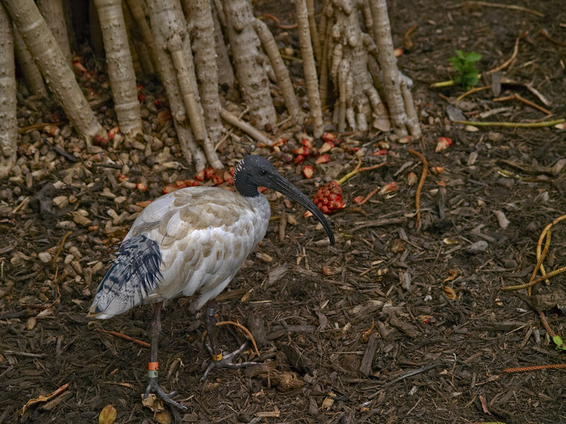 Sydney, Ibis